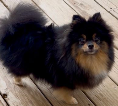 Small fluffy black and tan dog standing on wooden deck.