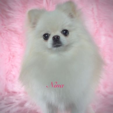 Fluffy white Pomeranian dog named Nina on a soft pink blanket.
