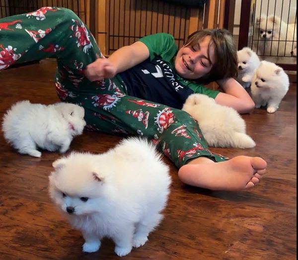 Child playing with Pomeranian puppies