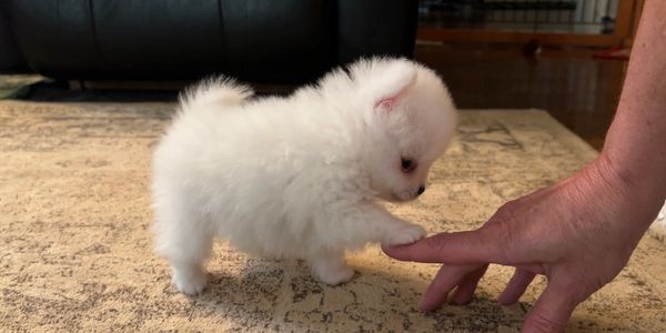 A White teacup Pomeranian puppy playing with womans finger in the house