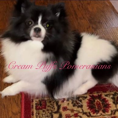 Black and white Pomeranian dog lying on a wooden floor next to a patterned rug.
