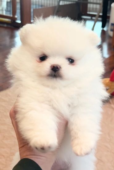 Fluffy white puppy being held up indoors.