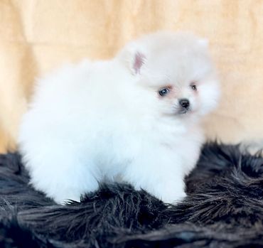 Fluffy white Pomeranian puppy standing on a dark furry rug.