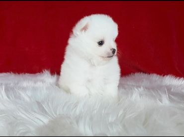 Fluffy white puppy sitting on a soft white rug with a red background.