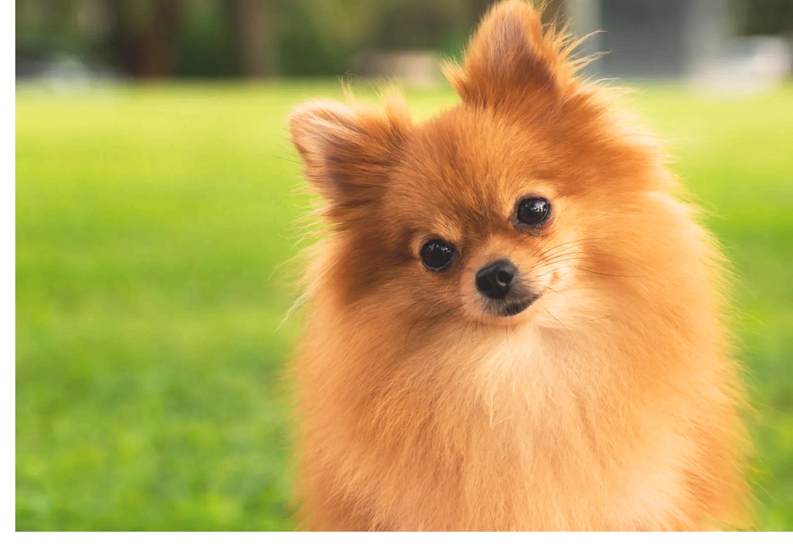 pomeranian puppies