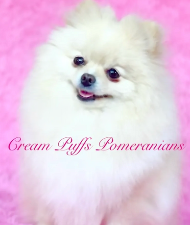 Fluffy cream-colored Pomeranian puppy on a pink fuzzy blanket.