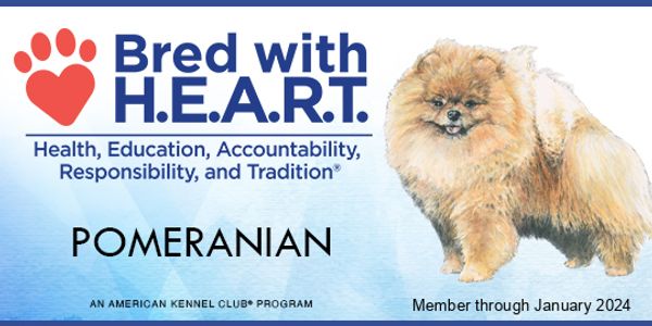Pomeranian breeder Bred with heart poster with a small puppy image printed in it