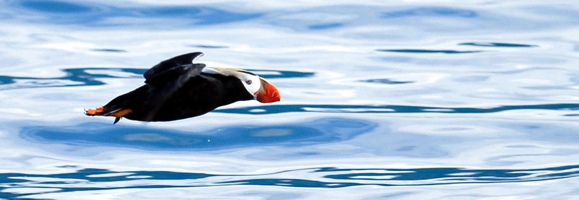 Tufted Puffins are true seabirds living in the northern climes of planet Earth. Birds can be messeng