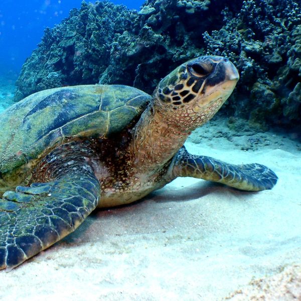 Magical creatures in the sea and on land, Pacific Green Sea Turtles are keepers of Earth's stories.