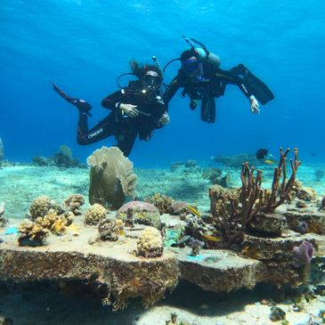 Coral Restauration Project Cozumel 