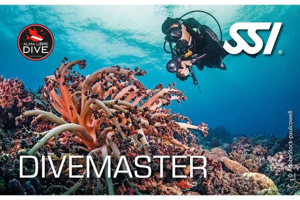 curso divemaster ssi alma libre dive cozumel 