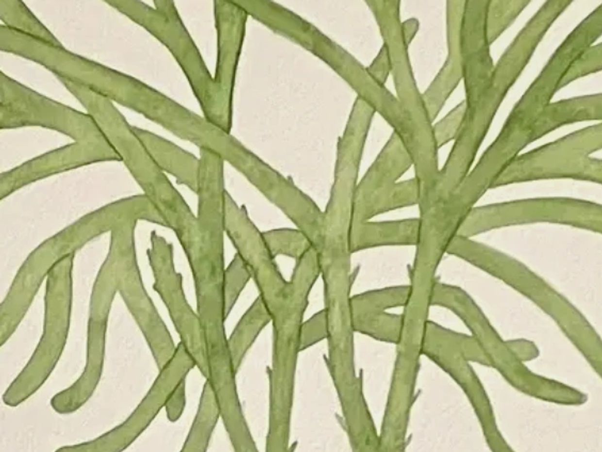 Close-up of green seaweed branches on a light background.