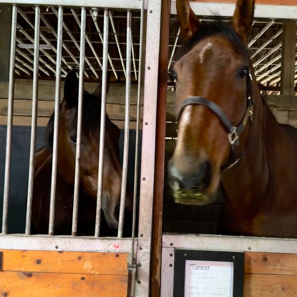 Callum and Thirsty patienty waiting for their fall check ups! Even though Callum is a big boy at 16.