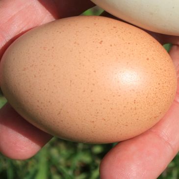 Brown farm fresh eggs. Bold dark yellow yolks, delicious flavor and healthy.