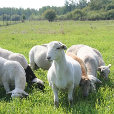 Our spring born intact ram lambs grazing in one of our secure pastures. 