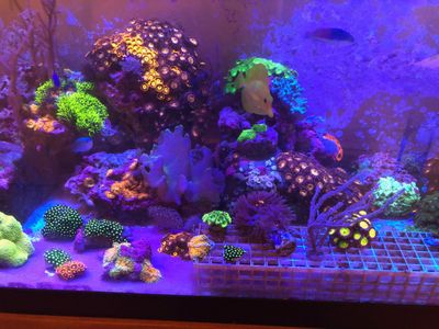 Denton Tx Professional Aquarium Maintenance Texas Mislco Fish Tank Cleaners for Hire Expert Handyman