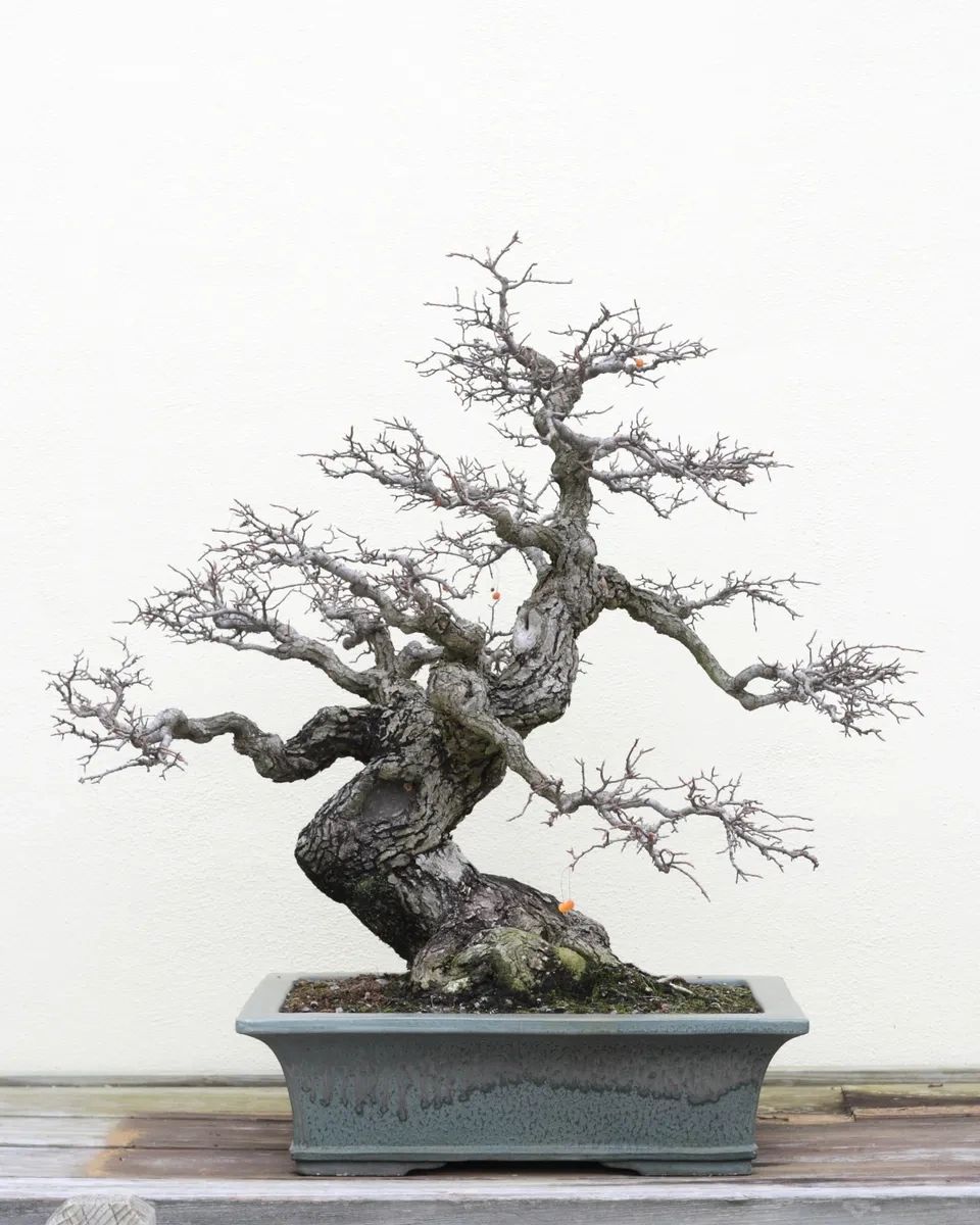 The Importance for Dormancy in Some Plants