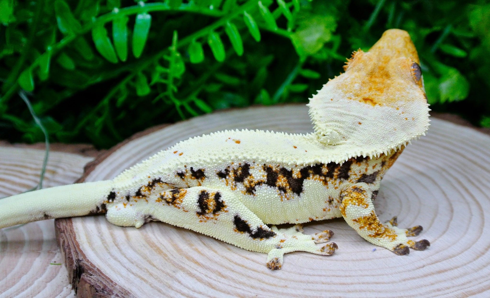 Crestie Shack