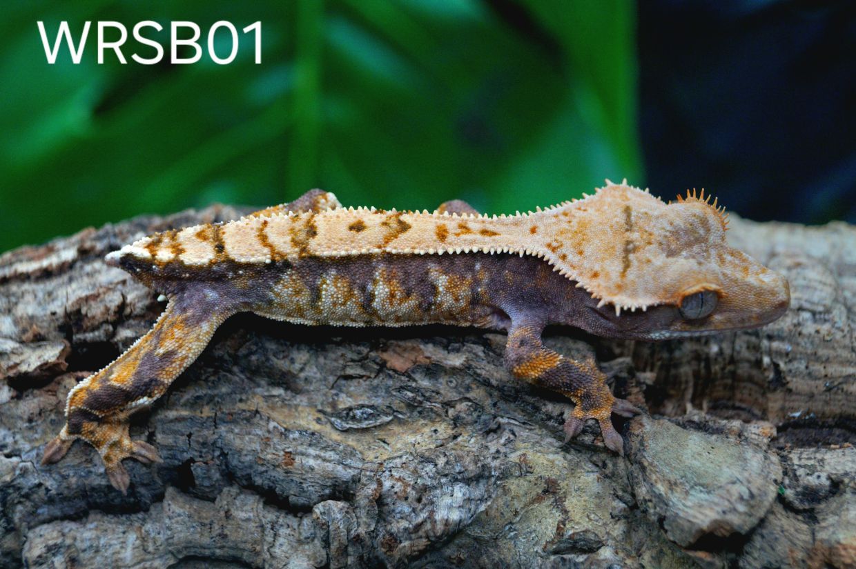 Crested gecko on bark with green background.
