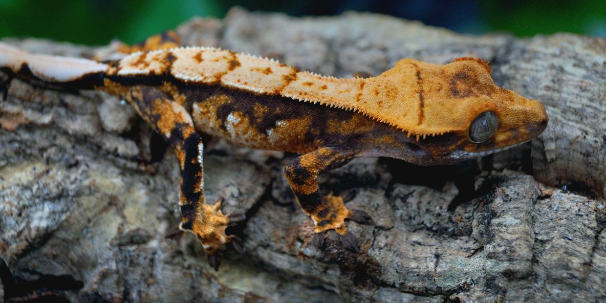 Ornate gecko on tree bark.