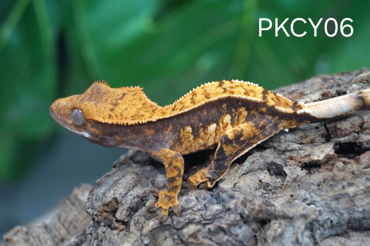 Colorful crested gecko on a textured branch.