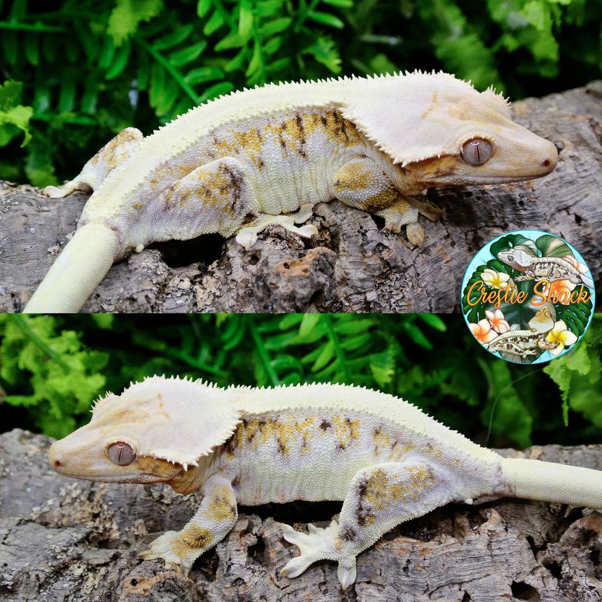 Two close-up views of a crested gecko on a log with green leaves in the background.