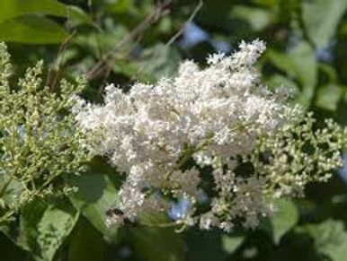 White elderflower blossoms on a green shrub.