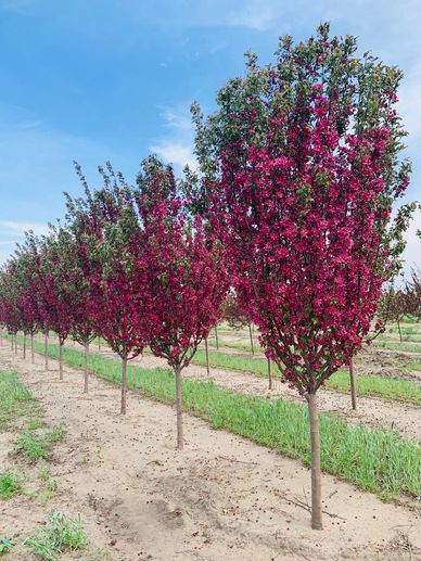 Row of flowering trees with bright pink blossoms.