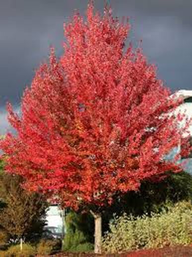 A tree with vibrant red autumn foliage.