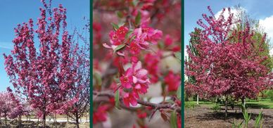 Three images of pink flowering trees in different views.