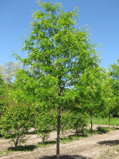 A young green tree under a clear blue sky.