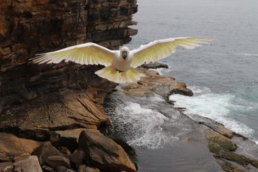 Photograph of Sulfur-Crested Cockatoo in Sydney, Australia