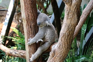 Photograph of Koala in Sydney, Australia