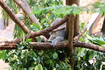 Photograph of Koala in Sydney, Australia