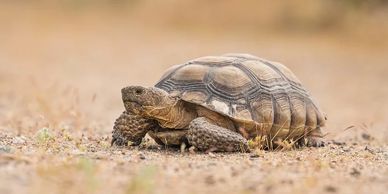 Desert Tortoise basks in the sun, credit given on main article. 
