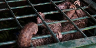 Pangolin fears for its life after being captured for the illegal wildlife trade.