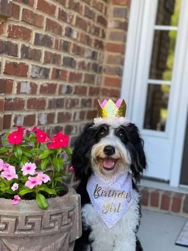 Bernedoodle