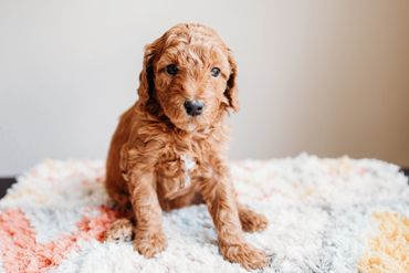 Cavapoo