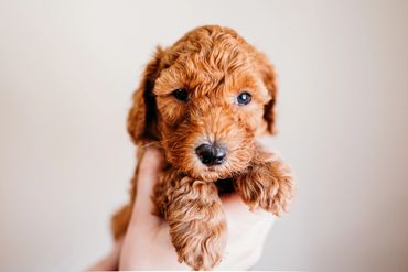 Cavapoo