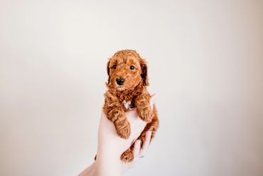 Cavapoo