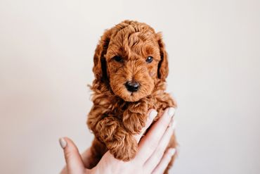 Cavapoo