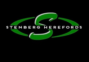 Welcome to Stenberg Herefords
Est: 1937