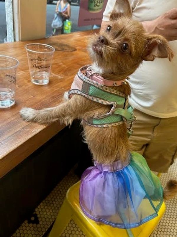 Small dog wearing a colorful skirt and harness, standing on a yellow stool.