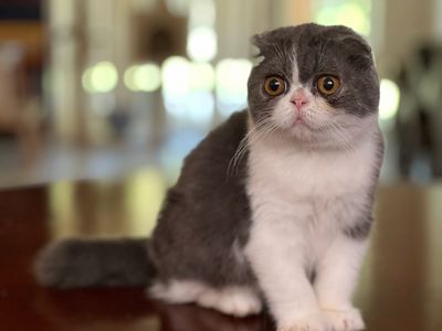 Scottish Fold Cats For Sale - Scottish Fold Cattery