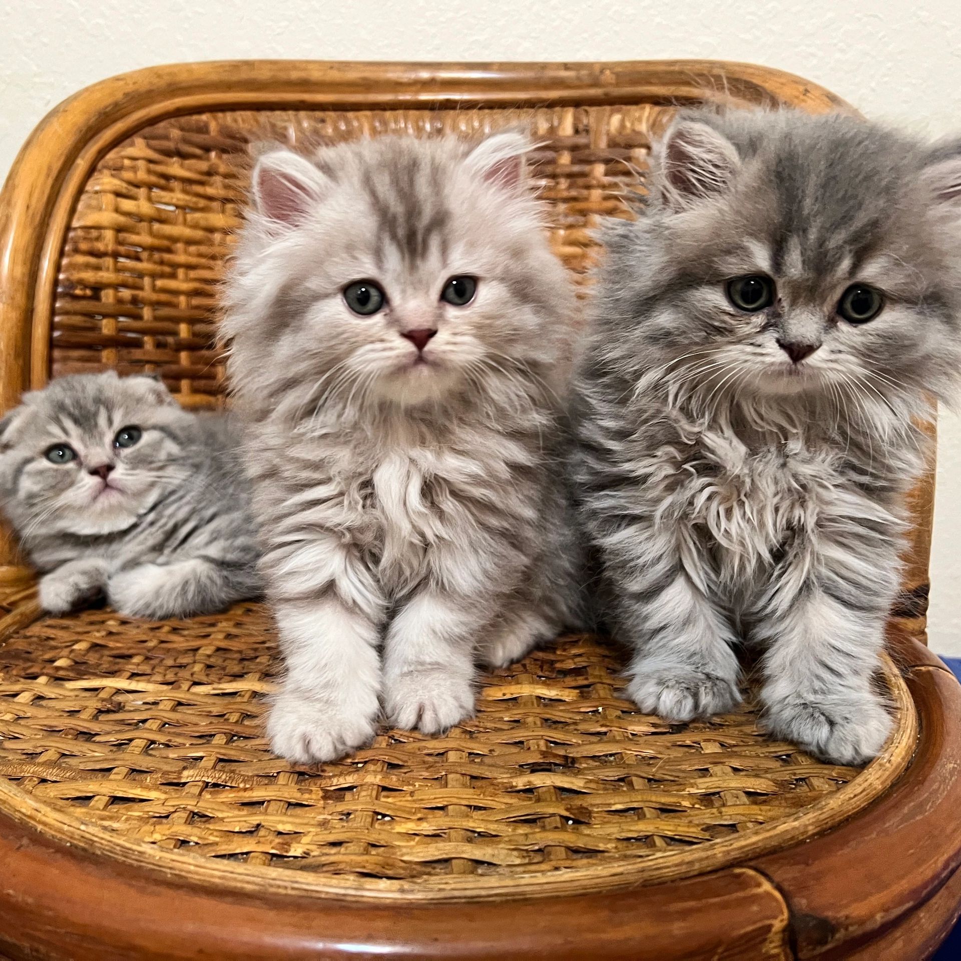 Scottish Fold Cats For Sale - Scottish Fold Cattery