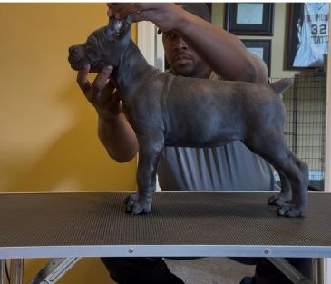 Man holding a puppy on a table.