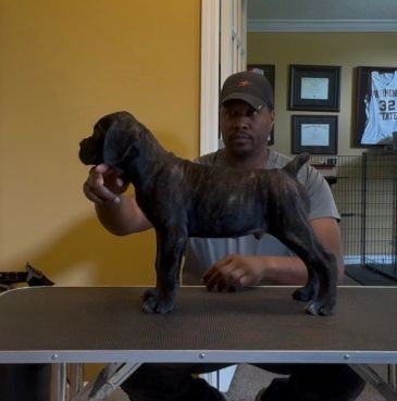 Man holding a brindle puppy on a grooming table.