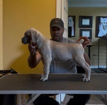 Man holding a puppy on a grooming table.