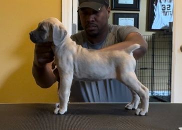 Man holding a puppy in a standing pose.