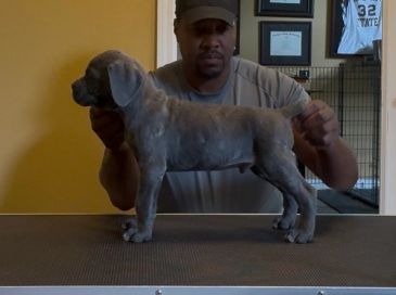 Man holding a gray puppy on a table.